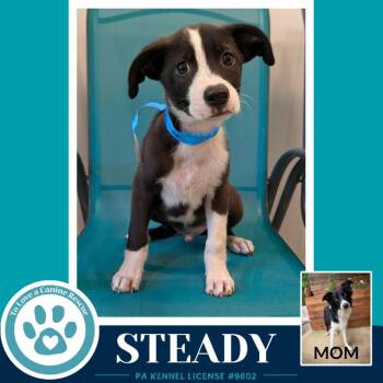 Border Collie Dogs Available for Adoption in Kimberton, Pennsylvania - Steady (Rosie