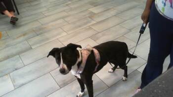 Labrador Retriever and Border Collie Dogs Available for Adoption in Charlotte, North Carolina - KARTIER | PetCurious