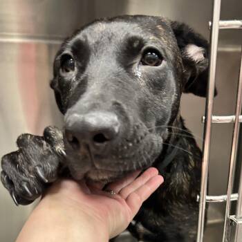 Nova -  Pit Bull Terrier and Cane Corso Dog for Adoption in Las Vegas, Nevada - Nova | PetCurious