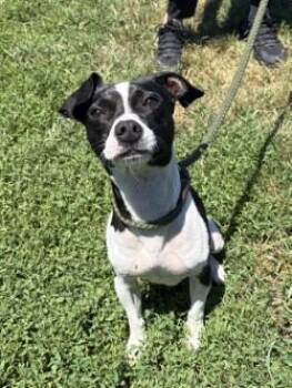 Blaze -  Jack Russell Terrier Dog for Adoption in Winchester, Virginia - Blaze | PetCurious