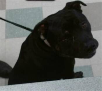 Pit Bull Terrier and Mixed Breed Dogs Available for Adoption in Oklahoma City, Oklahoma - GARTH | PetCurious