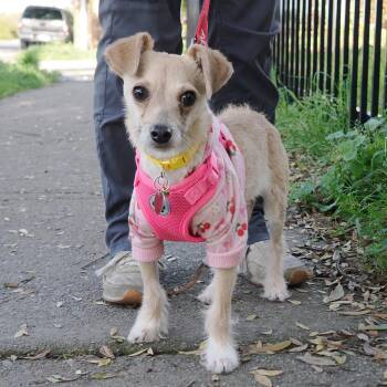 Chihuahua and Terrier Dogs Available for Adoption in Richmond, California - CHERRY | PetCurious
