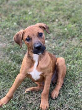 Ben (PA) playful -  Hound and Black And Tan Coonhound Dog for Adoption in Seymour, Connecticut - Ben (PA) Playful | PetCurious