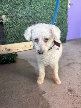 61635201 -  Miniature Poodle and Mixed Breed Dog for Adoption in El Paso, Texas - 61635201 | PetCurious
