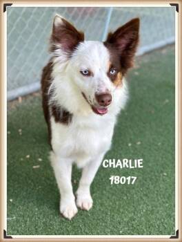 Cardigan Welsh Corgi and Border Collie Dogs Available for Adoption - CHARLIE | PetCurious