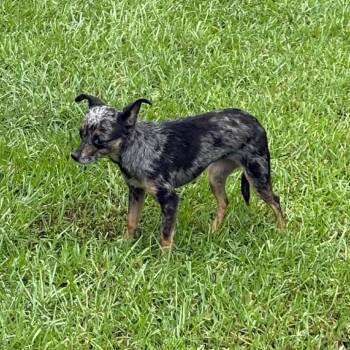 Chi-Chi -  Chihuahua Dog for Adoption in Hinesville, Georgia - Chi-Chi | PetCurious