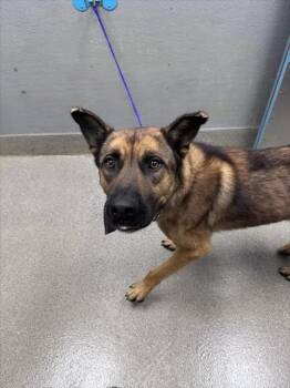 TALESPIN -  German Shepherd Dog Dog for Adoption in Las Vegas, Nevada - TALESPIN | PetCurious