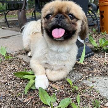 Pekingese Dogs Available for Adoption in Manchester, New Hampshire - Amos In NH! Come Meet Our Adoptable Dogs Wednesday-Saturday. Mor | PetCurious