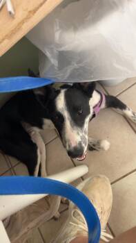 Rescue Border Collie Dogs for Adoption in Cedar City, Utah - Tucker | PetCurious