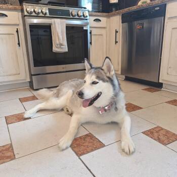 Moxley -  Siberian Husky Dog for Adoption in Brentwood, Tennessee - Moxley | PetCurious