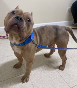 Rescue American Bulldog and Mixed Breed Dogs for Adoption in Fall River, Massachusetts - Kenji | PetCurious