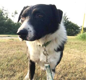 Aggie -  Border Collie and Australian Shepherd Dog for Adoption in Winnipeg, Manitoba - Aggie | PetCurious