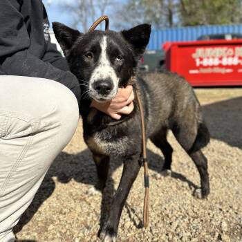 Husky Dogs Available for Adoption - Chopped Salad | PetCurious