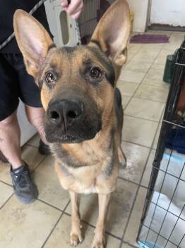German Shepherd Dog Dogs Available for Adoption - Ted | PetCurious