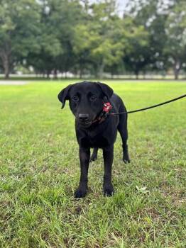 Sam -  Black Labrador Retriever and Mixed Breed Dog for Adoption in Aiken, South Carolina - Sam | PetCurious