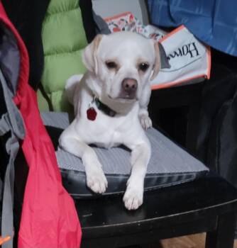 Rescue Beagle and Puggle Dogs for Adoption in Salt Lake City, Utah - Beto | PetCurious
