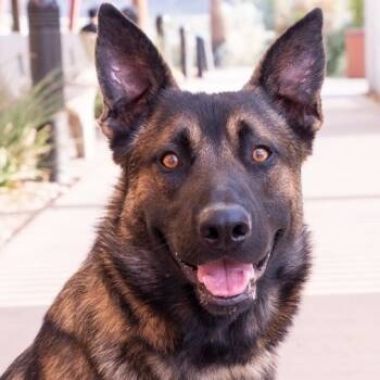 Rescue Shepherd Dogs for Adoption in Palm Springs, California - Sergeant | PetCurious