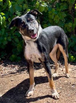 Bluebell -  Australian Cattle Dog Blue Heeler Dog for Adoption in Jamestown, California - Bluebell | PetCurious