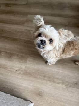 Dolly Pawton -  Shih Tzu Dog for Adoption in Winter Garden, Florida - Dolly Pawton | PetCurious