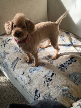 Loki -  Poodle Dog for Adoption in Cuyahoga Falls, Ohio - Loki | PetCurious