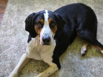 Hank -  Treeing Walker Coonhound Dog for Adoption in Lisbon, Ohio - Hank | PetCurious