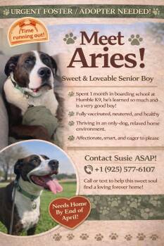 American Staffordshire Terrier and American Bulldog Dogs Available for Adoption in San Francisco, California - Aries | PetCurious