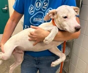 Yuki -  Mixed Breed Dog for Adoption in Morristown, New Jersey - Yuki | PetCurious
