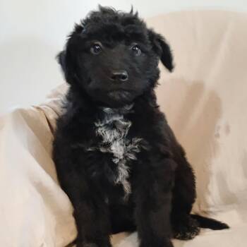 Mixed Breed Dogs Available for Adoption in Dekalb, Illinois - Nylund | PetCurious