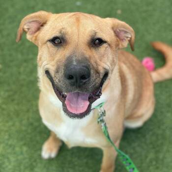 Luna (FKA Lolita) -  Mixed Breed and Shepherd Dog for Adoption in San Diego, California - Luna (FKA Lolita) | PetCurious