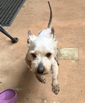 Rescue Chinese Crested Dog and Yorkshire Terrier Dogs for Adoption in Woodstock, Georgia - Corey | PetCurious