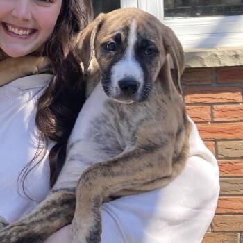 Mixed Breed Dogs Available for Adoption in Richmond Hill, Ontario - Louie | PetCurious