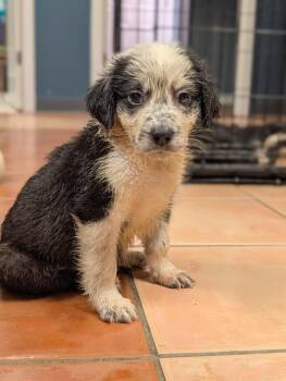 Percy - Blytheville Litter of 8 -  Australian Shepherd and Labrador Retriever Dog for Adoption in Horn Lake, Mississippi - Percy - Blytheville Litter Of 8 | PetCurious