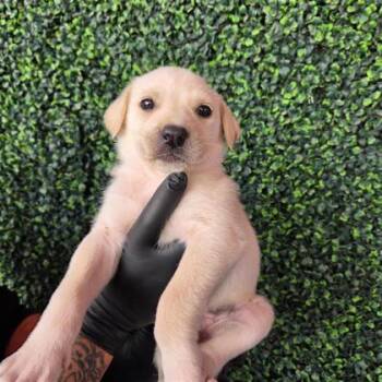 Australian Cattle Dog Blue Heeler and Mixed Breed Dogs Available for Adoption in El Paso, Texas - 60790265 | PetCurious