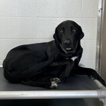 Black Labrador Retriever and Hound Dogs Available for Adoption in Lyndhurst, Virginia - SVAS-Stray-38505 | PetCurious