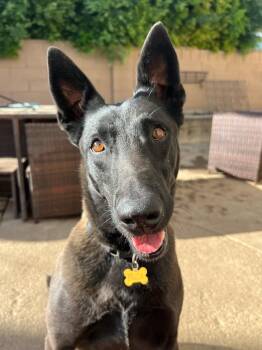 Belgian Shepherd Malinois Dogs Available for Adoption - FRIDA Courtesy Post  | PetCurious
