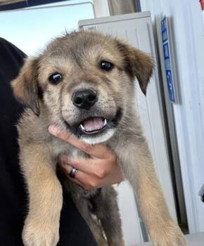 Sleepy - URGENT -  Shepherd and Boxer Dog for Adoption in Thousand Oaks, California - Sleepy - URGENT | PetCurious