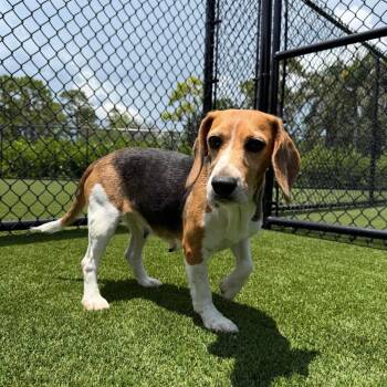 Pixie 7633 -  Beagle Dog for Adoption in Loxahatchee Groves, Florida - Pixie 7633 | PetCurious