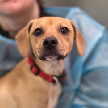 Lemon Shark -  Mixed Breed Dog Available for Adoption in Charleston, West Virginia - Lemon Shark | PetCurious