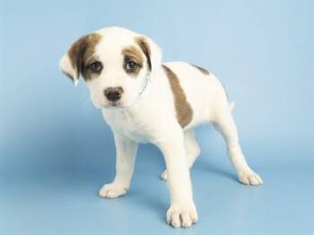 Pit Bull Terrier Dogs Available for Adoption in Phoenix, Arizona - BRITTNEY | PetCurious