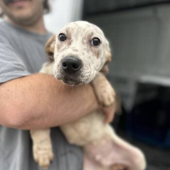 Hound Dogs Available for Adoption - Vine | PetCurious