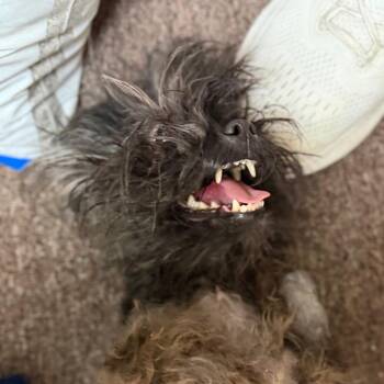 Roxy C-34365 -  Poodle Dog for Adoption in Oklahoma City, Oklahoma - Roxy C-34365 | PetCurious
