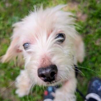 Quill -  Maltese and Mixed Breed Dog for Adoption in Houston, Texas - Quill | PetCurious
