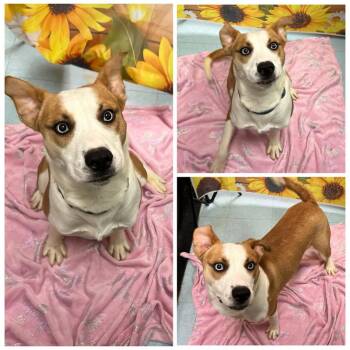 Benny -  Mixed Breed Dog for Adoption in Dublin, Virginia - Benny | PetCurious