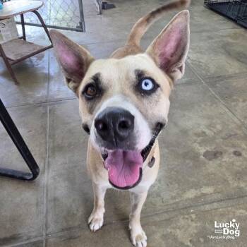 Amari -  Husky Dog for Adoption in Washington, District Of Columbia - Amari | PetCurious
