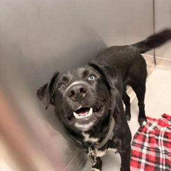 Mouse Manager -  Mixed Breed Dog for Adoption in Davenport, Iowa - Mouse Manager | PetCurious