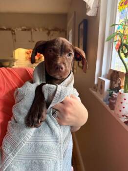 Hans -  Chocolate Labrador Retriever Dog for Adoption in Alma, Michigan - Hans | PetCurious