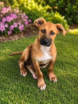 Linus -  Mountain Cur and Mixed Breed Dog for Adoption in Pittsfield, Illinois - Linus | PetCurious