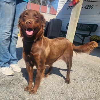 Dixie -  Chocolate Labrador Retriever and Mixed Breed Dog for Adoption in Erie, Pennsylvania - Dixie | PetCurious