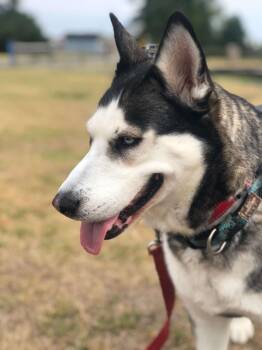 Rescue Husky Dogs for Adoption in Paramus, New Jersey - Suki | PetCurious