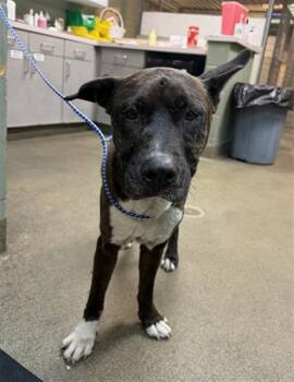 Mixed Breed Dogs Available for Adoption in Jacksonville, Florida - MR PICKLES | PetCurious